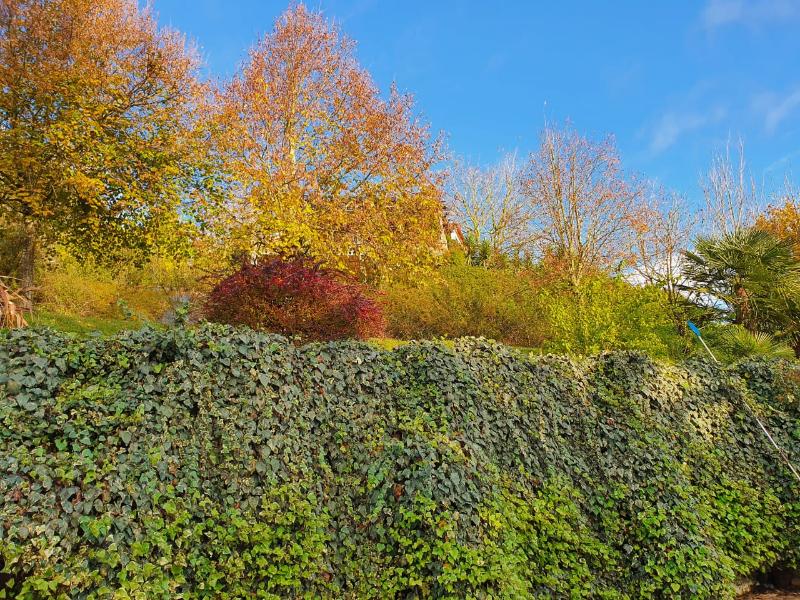 common-garden-autumn-hedge