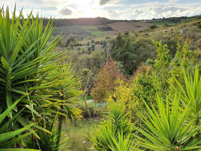 common-landscape-1
