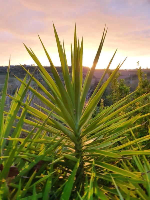 common-landscape-2